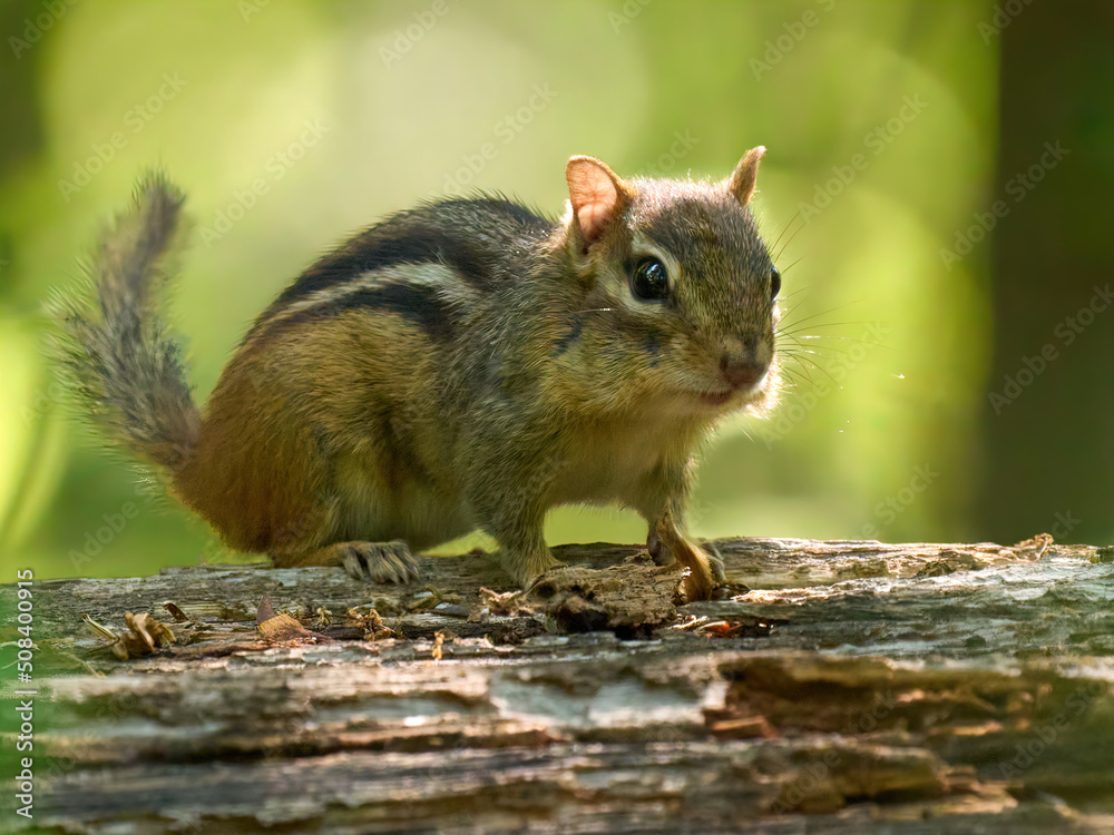 Chipmunk on a branch little animal. Chipmunk on a branch little animal.