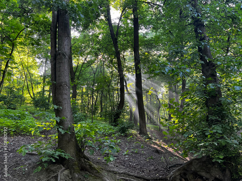 Magical photo of the forest in the fog