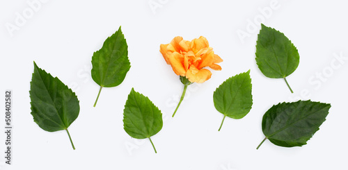 Orange hibiscus flower with green leaves