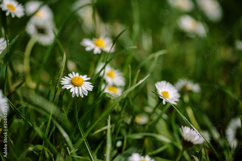 Daisy Flowers in Spring Daisy Flowers in Spring