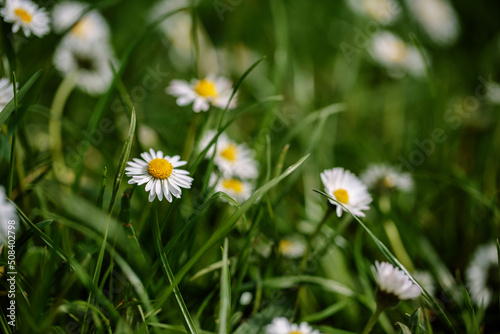 Daisy Flowers in Spring