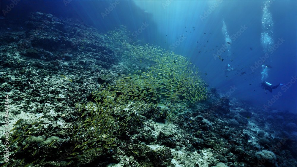 Underwater photo of a scuba diver and huge school of fish (Yellow Snappers) at the coral reef. From a scuba dive in Thailand.