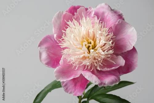 Delicate pink peony flower  isolated on a gray background. © ksi