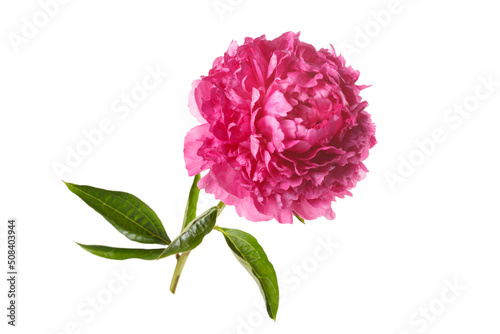 Beautiful pink terry peony isolated on a white background.