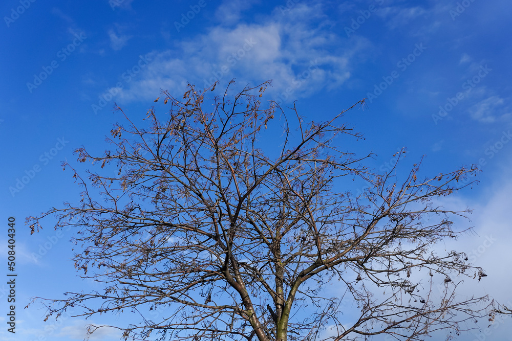 Tree with bare branches against blue sky in spring Tree with bare branches against blue sky in spring
