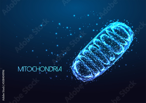 Futuristic mitochondria eukaryotic organelle in glowing low polygonal style isolated on dark blue photo