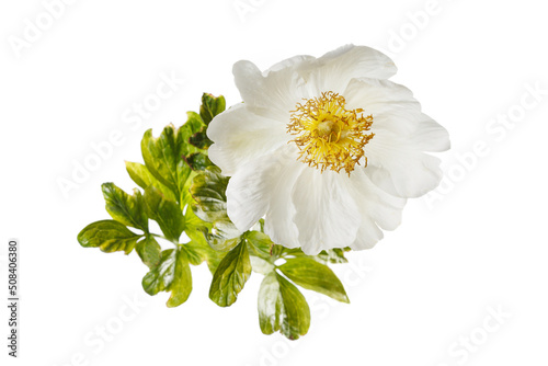 Elegant white simple shape peony flower isolated on sky white background.