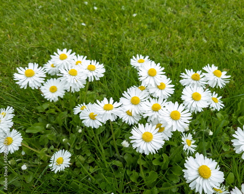 White daisy flowers on a green meadow on a sunny summer day.