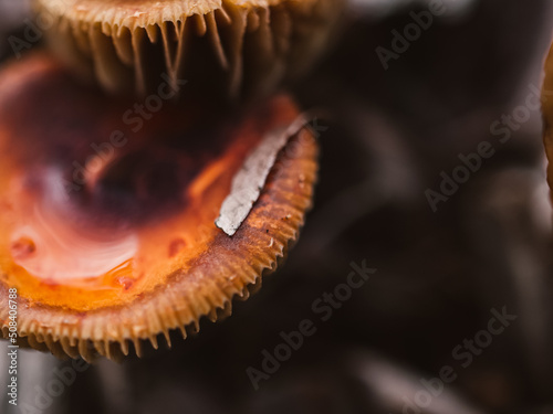 close up of a mushroom