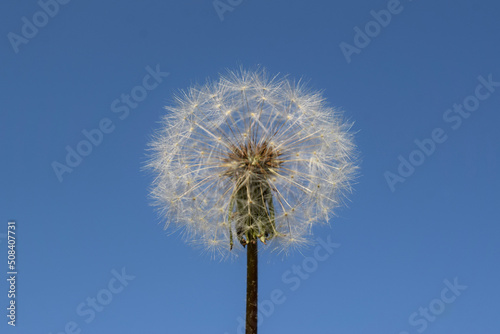White dandelion with seeds against the blue sky.