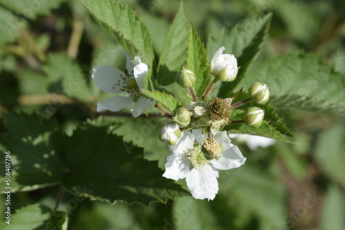 Blooming flowers of wild blackberry bush close up.