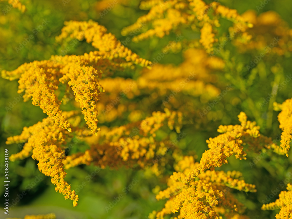 Blühende Goldrute, Solidago, Nahaufnahme Blühende Goldrute, Solidago, Nahaufnahme