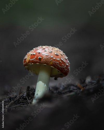 Close-up image of a young fly agaric mushroom in the forest, Hawke’s bay. Vertical format.