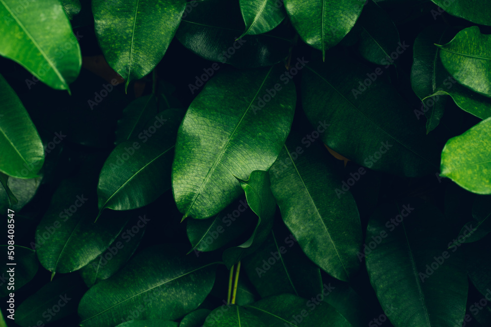 Obraz premium Full Frame of Green Leaves Pattern Background, Nature Lush Foliage Leaf Texture, tropical leaf