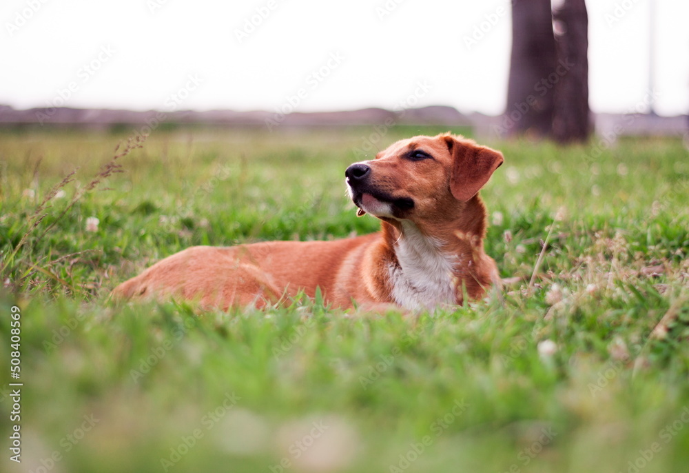 Stray dog puppy alone outdoors Stray dog puppy alone outdoors