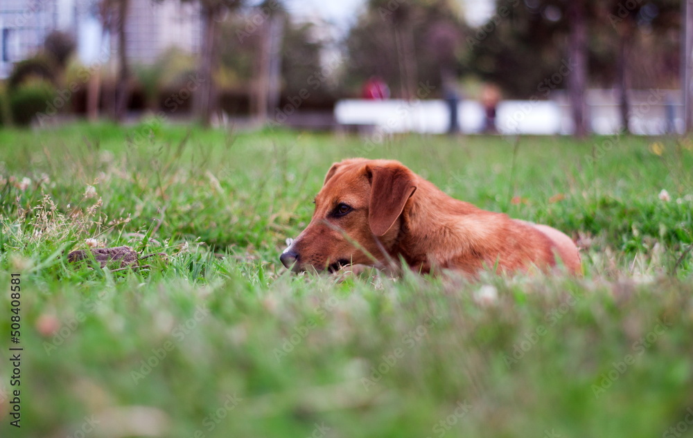 Stray dog puppy alone outdoors