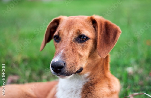 Stray dog puppy alone outdoors