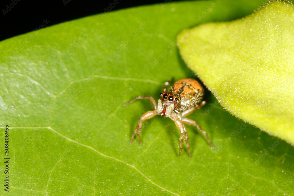 The spider on green leaf in nature The spider on green leaf in nature