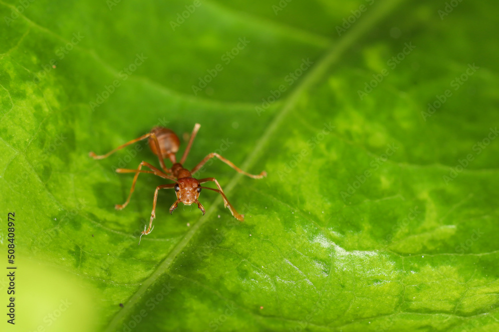 Close up red ant is stay on fresh stick tree. The red ant is work group bug animal Close up red ant is stay on fresh stick tree. The red ant is work group bug animal
