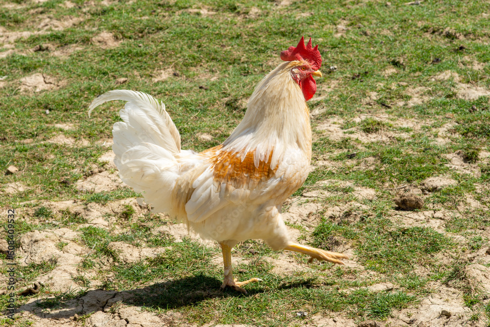 Fototapeta premium rooster outside in the meadow, organic livestock farming, free-range