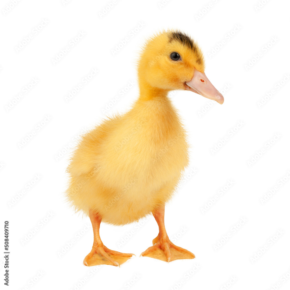 Mulard duckling isolated on white background, newborn bird. Mulard duckling isolated on white background, newborn bird.