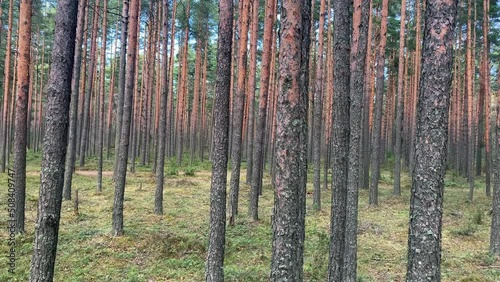 Coniferous forest, high trunks of pine trees are visible for many meters around. High quality 4k footage photo