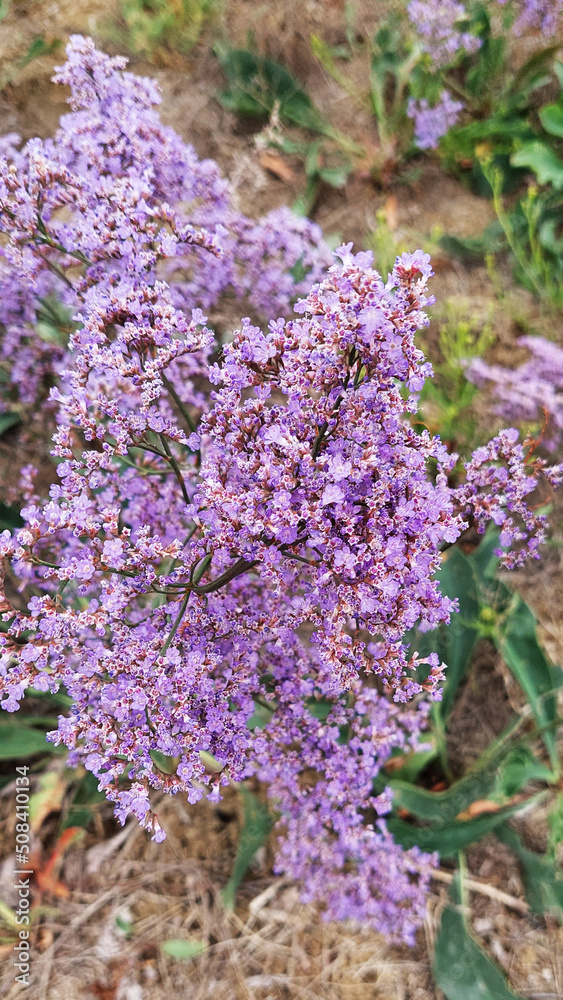 Obraz premium Butterfly bush, beautiful landscape plant lavender colored blooms tumble.