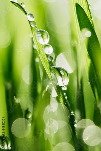 macro wet spring green grass background with dew. natural beautiful water drop on leaf in sunlight  image of purity and freshness of nature  copy space. ecology  fresh wallpaper concept.