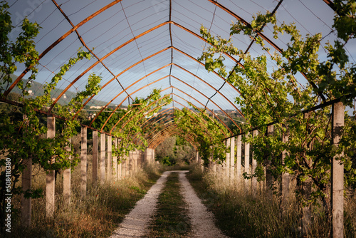 Grape vine arbor arch trellis © Marinesea