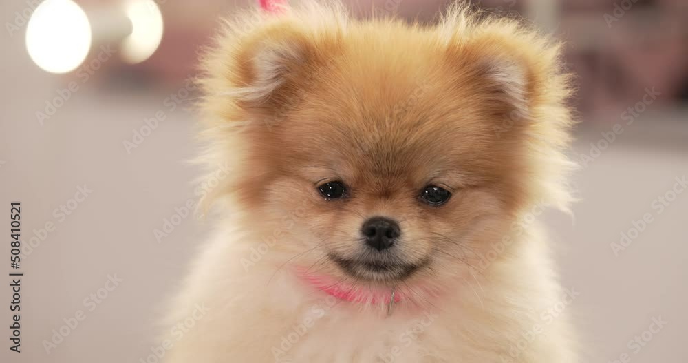 Close-up of cute cream colored pomeranian puppy face is looking to camera. Blurred background. Close-up of cute cream colored pomeranian puppy face is looking to camera. Blurred background.