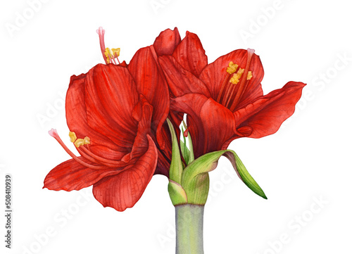 Cuadro en lienzo Beautiful watercolor red amaryllis flowers on white background.