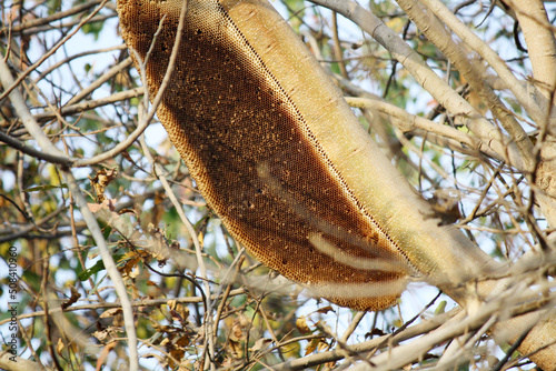 Indian honey bees’ (Apis cerana indica) abandoned nest on a tree : (pix SShukla)