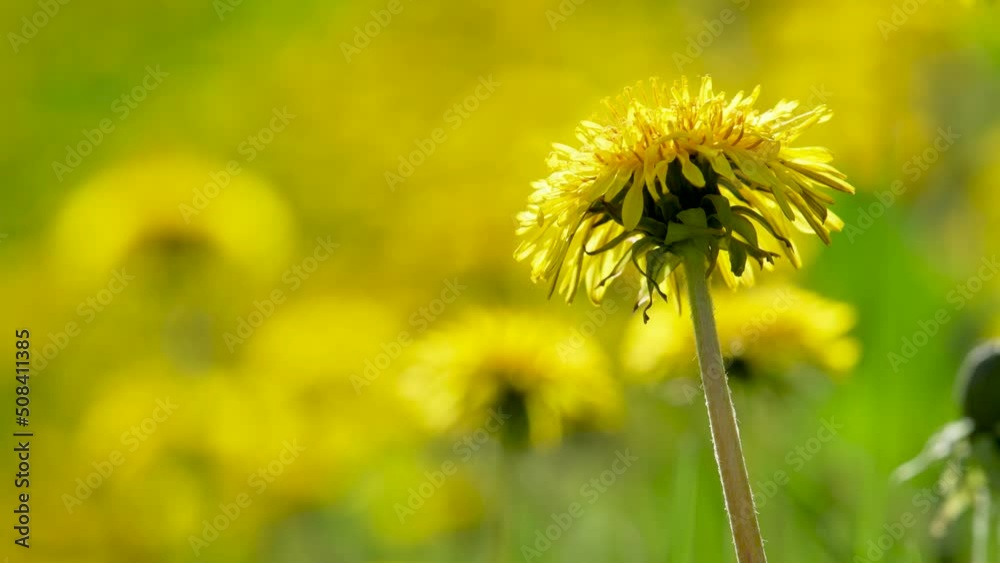 Close up yellow dandelion swaying in the wind. Blurred grass background. Close up yellow dandelion swaying in the wind. Blurred grass background.