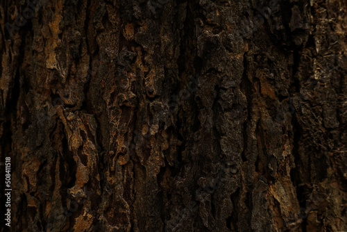 Bark texture for editing and graphic design.