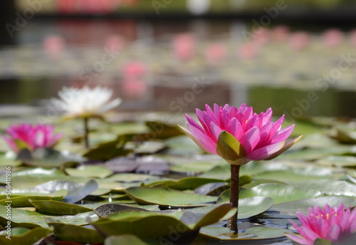 Close-up Water lily. Egyptian lotus. Lotus blooms in the pond. Nymphaea caerule 