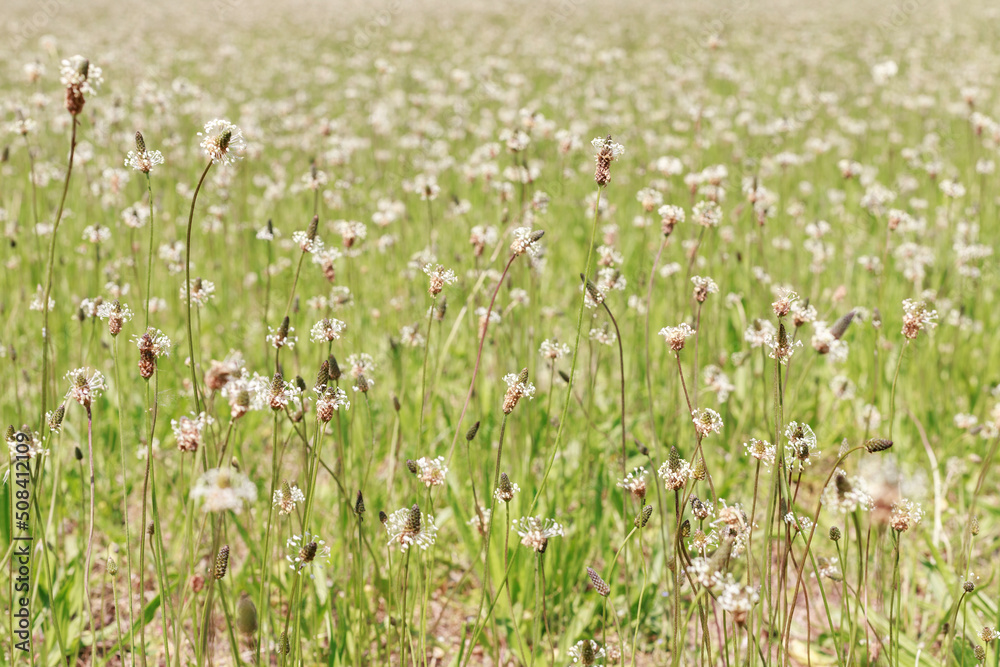 flowering green grass, wildflowers in the clearing. background