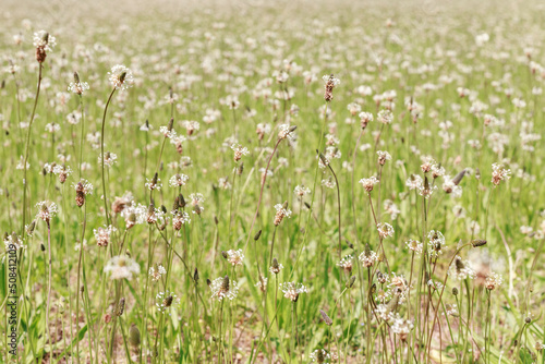 flowering green grass  wildflowers in the clearing. background