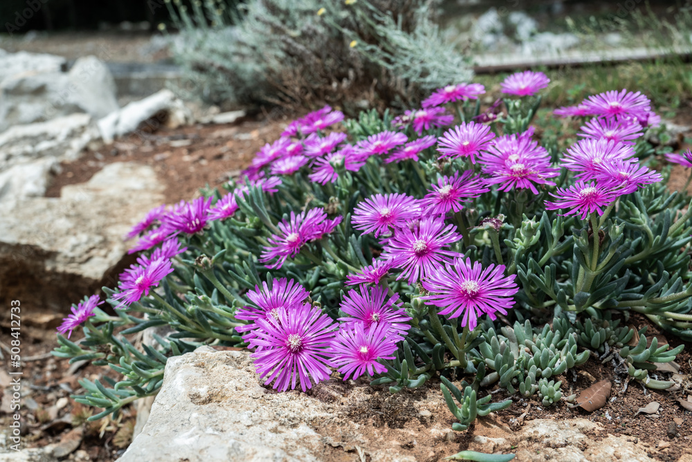 violette Mittagsblume blühend zwischen Felsen