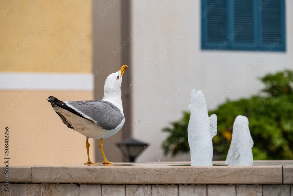 trinkende Möwe am Brunnenrand