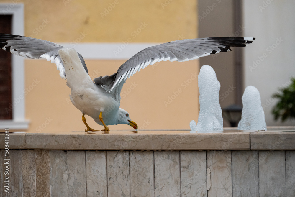 Möwe trinkt mit ausgebreiteten Flügeln im Brunnen