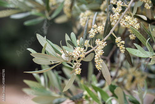 geöffnete Blüten Olivenbaum Zweig