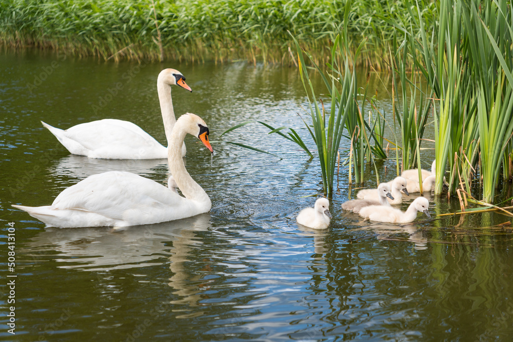 Swan family with young fluffy swans swimming in pond