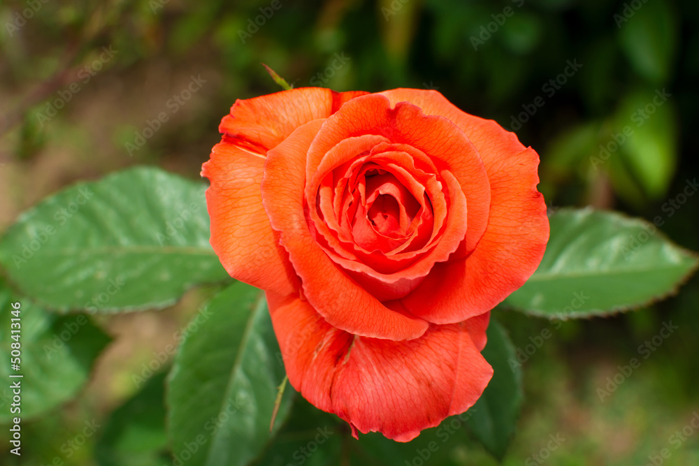 Close up of beautiful single orange rose on green-beige background
