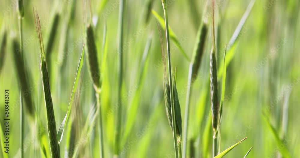 green stalks of grain in the field. Farming. future harvest
green stalks of grain in the field. Farming. future harvest