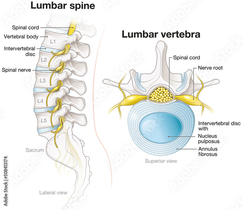 Lumbar spine and lumbar vertebra, labeled anatomical illustration photo