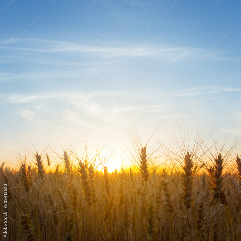 summer golden wheat field at the sunset, countryside agricultural background
