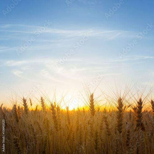 summer golden wheat field at the sunset, countryside agricultural background