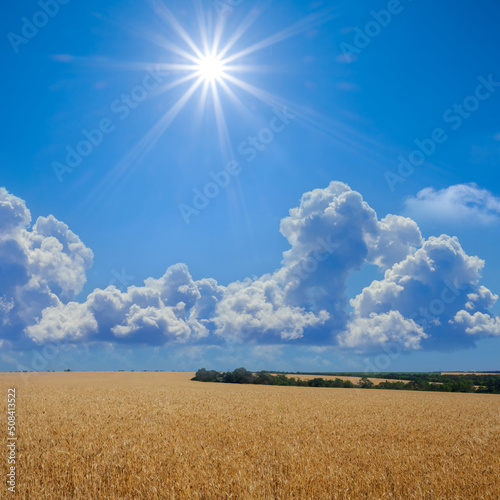 wide golden wheat field under sparkle sun, summer agricultural scene
