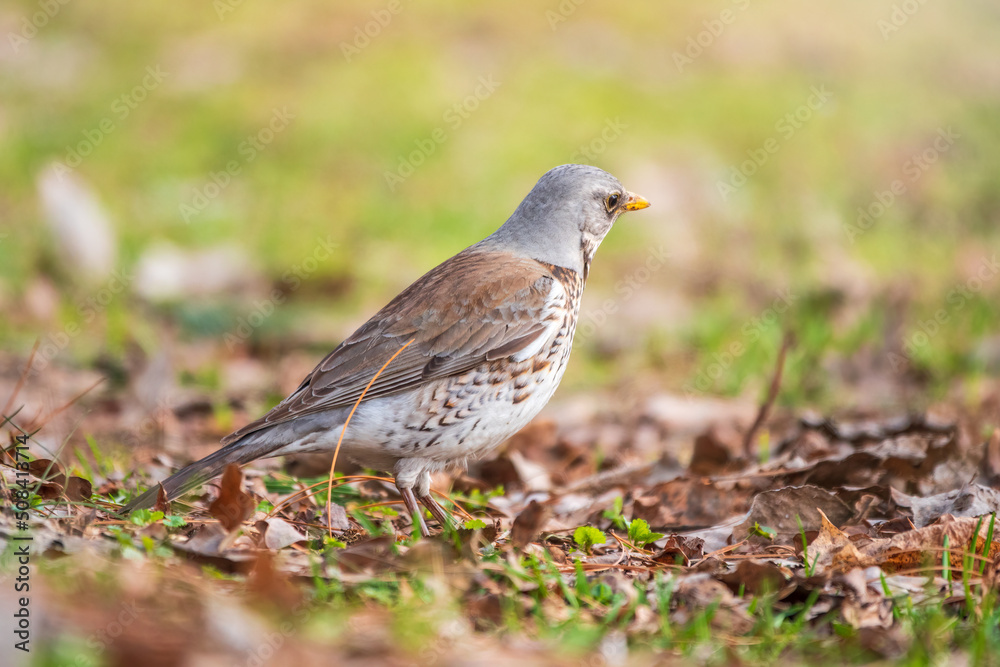 Fieldfare, Turdus pilaris, on a sprng lawn.