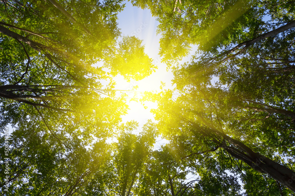 sparkle sun push through the green trees sparkle sun push through the green trees